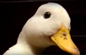 TheDuck